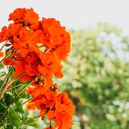 Апартаменты Dreamland Блед