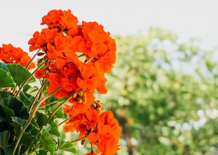 شقة Dreamland بليد